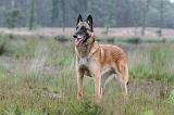 MALINOIS 585